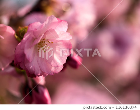 Cherry blossoms that bloomed in April ``Beniyutaka'' 110130374