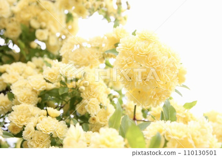 Yellow mockholough 110130501
