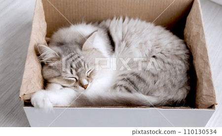 sleeping cat in cardboard box, 16:9 widescreen wallpaper 110130534
