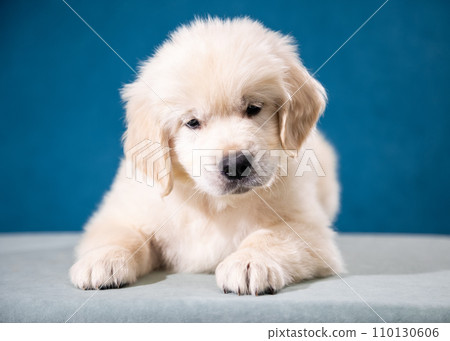 Portrait of a cute golden retriever puppy lying on a blue background. Portrait of a cute golden retriever puppy lying on a blue background. 110130606