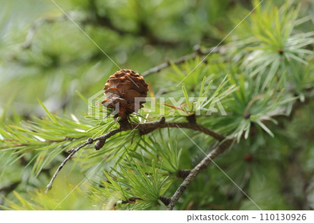 Natural plants: larch, pine cone. Flowers that bloom in early summer ripen and release seeds in autumn. 110130926