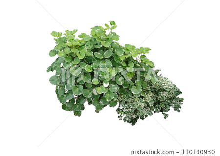 Polyscias guilfoylei plant for environment decoration in garden or landscape Polyscias guilfoylei plant for environment decoration in garden or landscape 110130930