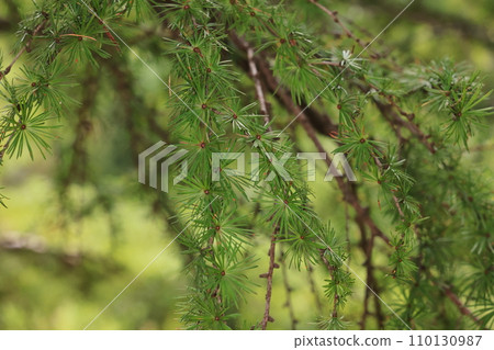 Natural plant larch, a Japanese specialty species. It grows naturally in the central high mountains of Honshu, and is said to be planted in other areas such as Hokkaido. 110130987