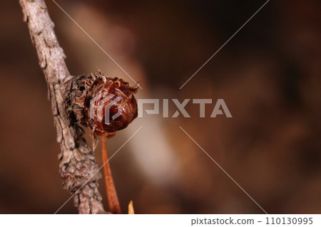 Natural plant larch, winter bud. The thin branches are dotted with knob-like winter buds. Natural plant larch, winter bud. The thin branches are dotted with knob-like winter buds. 110130995