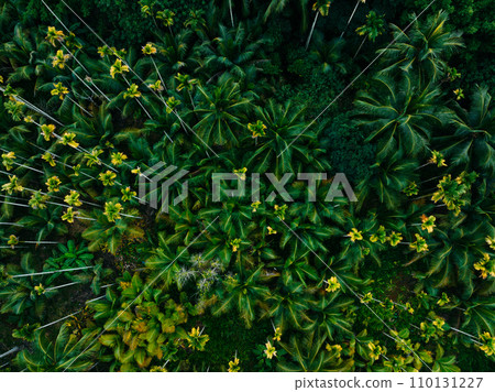 Top view of landscape in tropical forst Top view of landscape in tropical forst 110131227