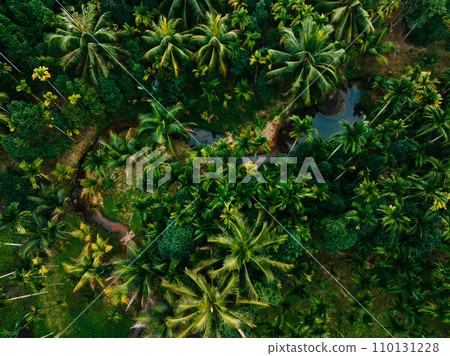 Top view of landscape in tropical forst 110131228