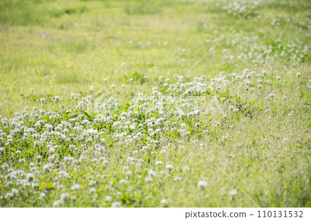三葉草白薔草 110131532