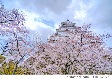 Tsuruga Castle, main castle tower, cherry blossoms in full bloom, spring, Aizuwakamatsu City Tsuruga Castle, main castle tower, cherry blossoms in full bloom, spring, Aizuwakamatsu City 110132076