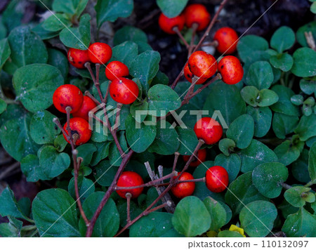 楊柳科植物的紅色果實 110132097