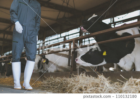 cow shed, cattle barn, gents 110132180
