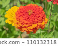 summer zinnia 110132318