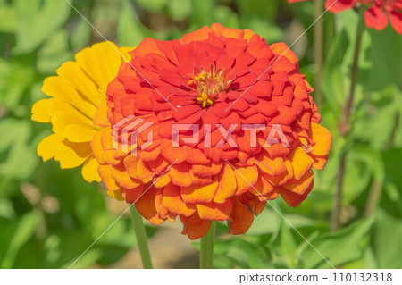 summer zinnia 110132318