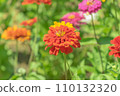 summer zinnia 110132320