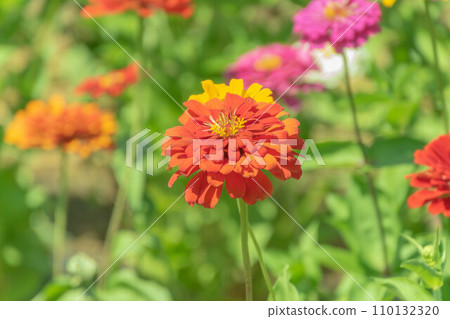summer zinnia 110132320