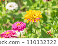 summer zinnia 110132322