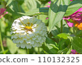summer zinnia 110132325