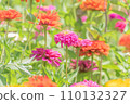 summer zinnia 110132327