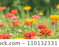 summer zinnia 110132331