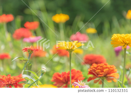 summer zinnia summer zinnia 110132331