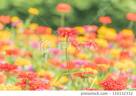 summer zinnia 110132332