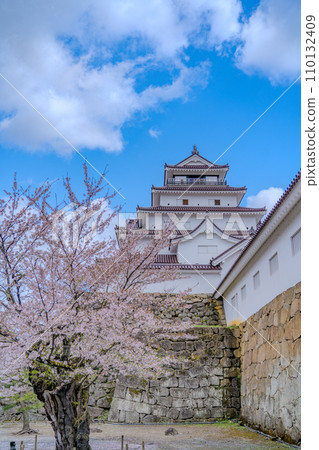 Tsuruga Castle, main castle tower, cherry blossoms in full bloom, spring, Aizuwakamatsu City Tsuruga Castle, main castle tower, cherry blossoms in full bloom, spring, Aizuwakamatsu City 110132409