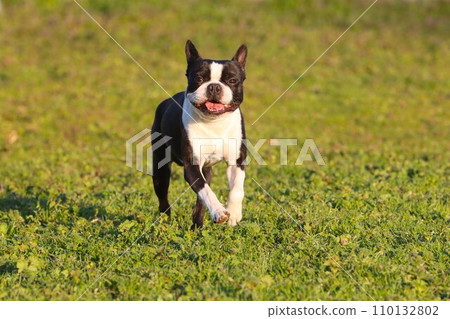 Mighty, a Boston terrier, happily runs through a dog run in the grassland ♡ Mighty, a Boston terrier, happily runs through a dog run in the grassland ♡ 110132802