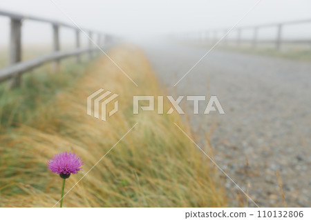 農場邊盛開的一朵花 110132806