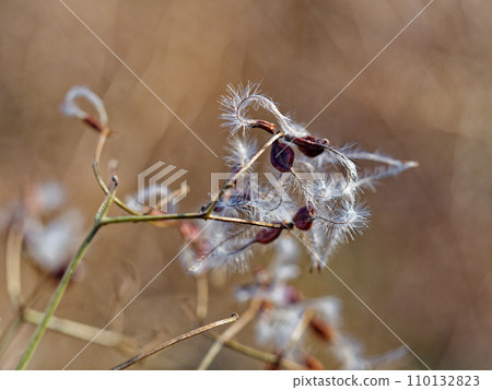 Seed dispersal of Ranunculaceae Ranunculaceae 110132823