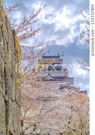 Tsuruga Castle, main castle tower, cherry blossoms in full bloom, spring, Aizuwakamatsu City Tsuruga Castle, main castle tower, cherry blossoms in full bloom, spring, Aizuwakamatsu City 110132964