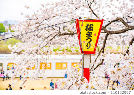 白石川堤防、千櫻花、春天的景象（宮城縣大河原町） 110132997