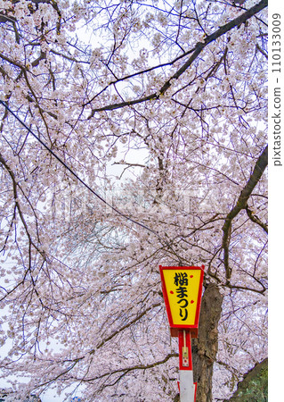 白石川堤防、千櫻花、春天的景象（宮城縣大河原町） 110133009