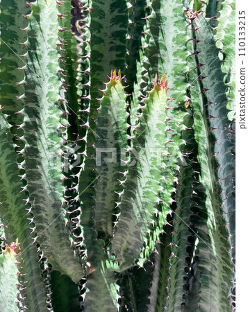 A cactus seen on the outskirts of Aguascalientes, Mexico 110133215