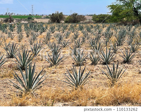 墨西哥阿瓜斯卡連特斯國道沿線的龍舌蘭田 110133262