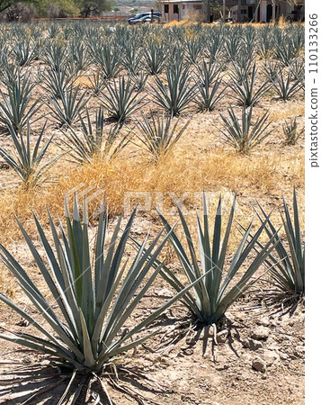 Agave field along the national highway in Aguascalientes, Mexico Agave field along the national highway in Aguascalientes, Mexico 110133266