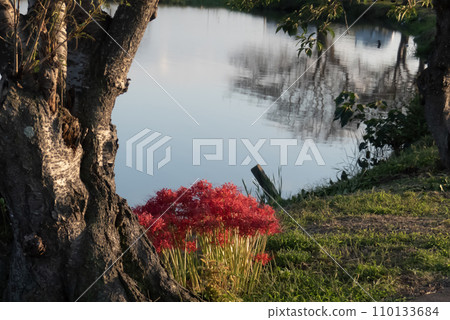In Kusatsu City, Shiga Prefecture, a particularly bright cluster amaryllis was blooming on the shore of Lake Hirako. 110133684