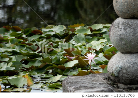 滋賀縣草津市蓮海寺夏季池塘裡閃耀的美麗睡蓮 110133706