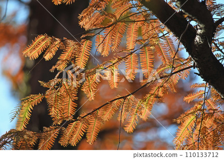 秋天和秋天的落葉 110133712