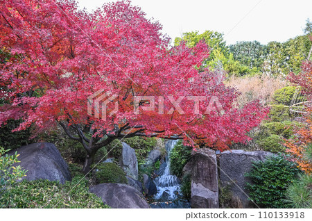 Mejiro Garden Pond and Maple Tree, a famous spot for autumn leaves in Tokyo Mejiro Garden Pond and Maple Tree, a famous spot for autumn leaves in Tokyo 110133918