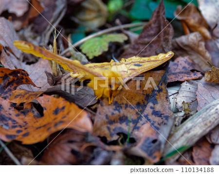 A moth that creates a cocoon, Ustabigaceae♀ A moth that creates a cocoon, Ustabigaceae♀ 110134188