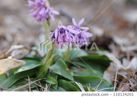 Shojo Bakama Shojo Bakama 110134201