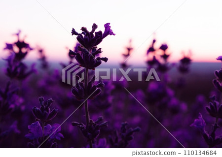 Lavender flower field closeup on sunset, fresh purple aromatic flowers for natural background. Design template for lifestyle illustration. Violet lavender field in Provence, France. 110134684