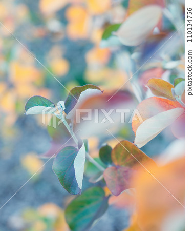 green, yellow, orange, red, broccoli, colored leaves 110134756