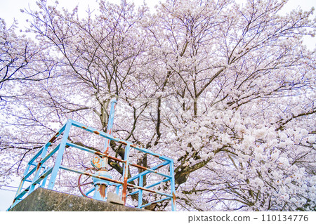One Thousand Cherry Blossoms Spring Image Miyagi Prefecture 110134776