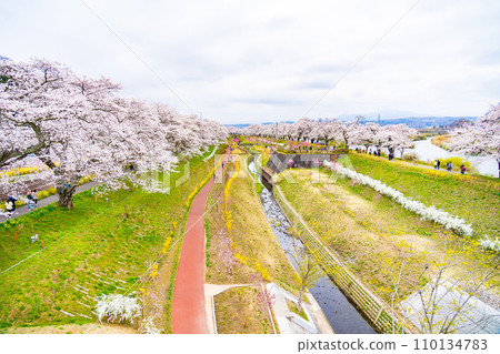 One Thousand Cherry Blossoms Spring Image Miyagi Prefecture 110134783