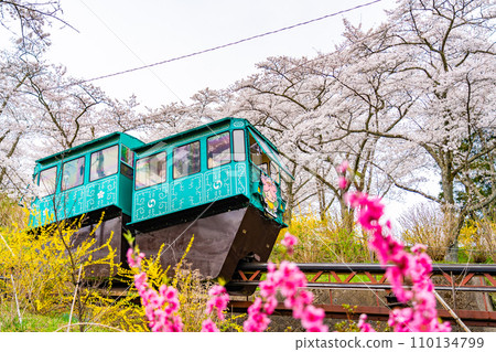 Funaoka Castle Ruins Park Cherry Blossom Viewing Slope Car Funaoka Castle Ruins Park Cherry Blossom Viewing Slope Car 110134799