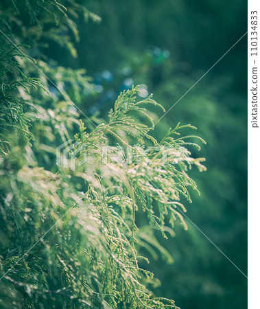 green illuminated by the morning sun 110134833