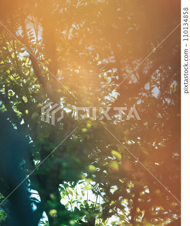 在光線照耀的森林裡沉睡 110134858