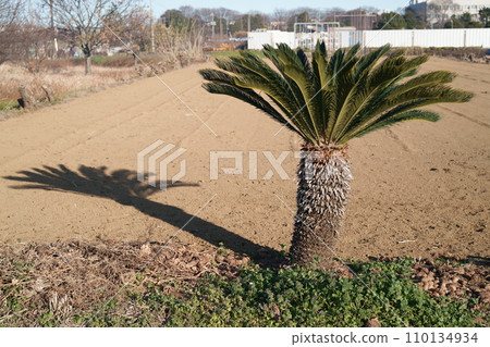 Sotetsu bathed in the morning sun 110134934