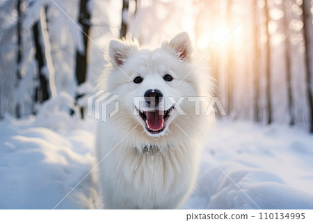 White Shpitz, Generative AI White Shpitz, Generative AI 110134995