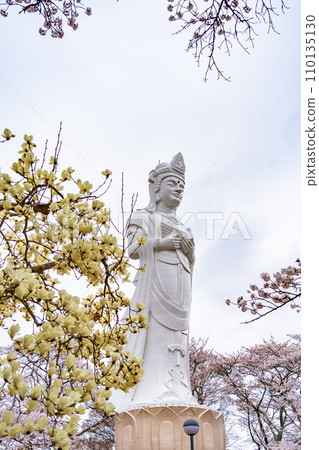 Funaoka Castle Ruins Park Funaoka Heiwa Kannon Spring Cherry Blossoms Shibata Town, Miyagi Prefecture Funaoka Castle Ruins Park Funaoka Heiwa Kannon Spring Cherry Blossoms Shibata Town, Miyagi Prefecture 110135130